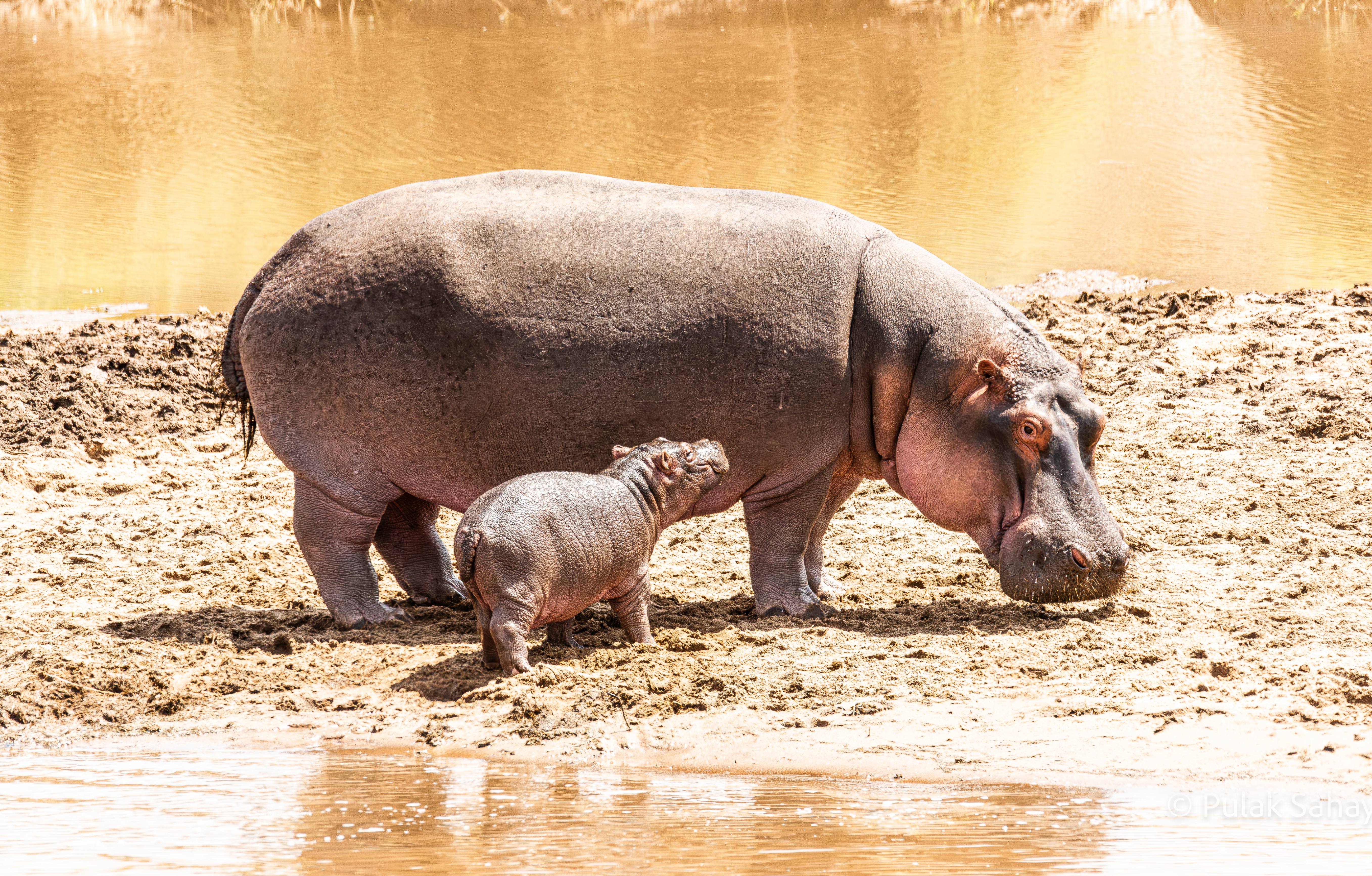 Mum Hippo with Baby